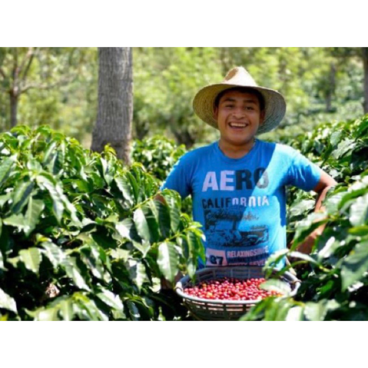 グアテマラ – MOKKEI COFFEE ROASTERY
